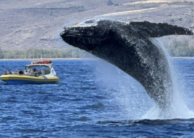 Product Super Raft Whale Watch